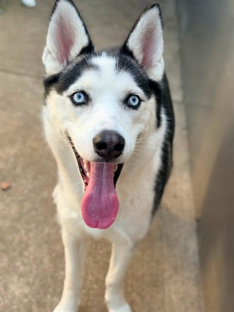 Photo of Nelsa, adoptable Siberian Husky in Chicago, Illinois