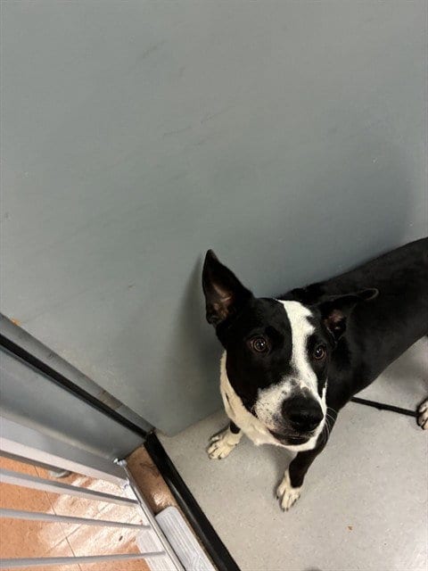Photo of A1416406, adoptable Border Collie in San Jose, California