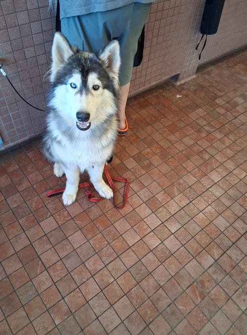 Photo of Semitee, adoptable Siberian Husky in San Juan Bautista, California