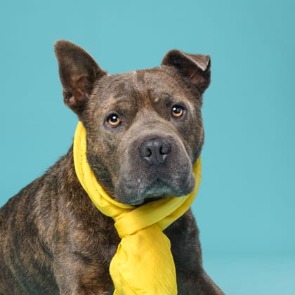 Photo of Buzz, adoptable dog in Atlanta, Georgia
