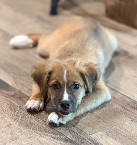 Photo of Mango, adoptable Australian Shepherd in Genesee, Wisconsin