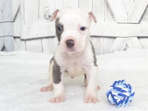 Photo of Snoop, adoptable Pit Bull Terrier in Oroville, California