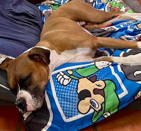 Photo of Wilson II, adoptable Boxer in Austin, Texas