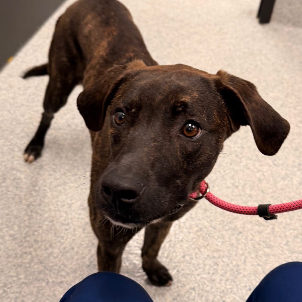 Photo of Zeus, adoptable Terrier, American Staffordshire / Mixed Breed (Large) in Spartanburg, South Carolina