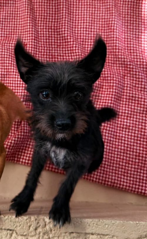Photo of Lincoln, adoptable Cairn Terrier in Yreka, California