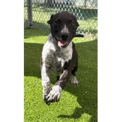 Photo of Sirius, adoptable Australian Cattle Dog in Texas City, Texas