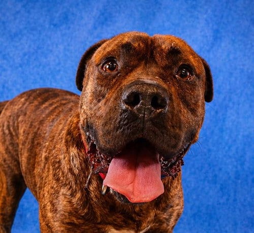 Photo of Franklin, adoptable Pit Bull Terrier in Pearland, Texas