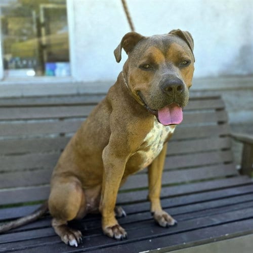 Photo of Ditto, adoptable Pit Bull Terrier in Long Beach, California