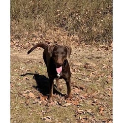 Photo of Taffy, adoptable Mountain Cur Doberman Pinscher in Melbourne, Arkansas