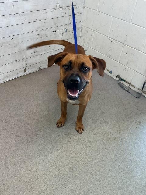 Photo of Peanut, adoptable Pit Bull Terrier in San Bernardino, California