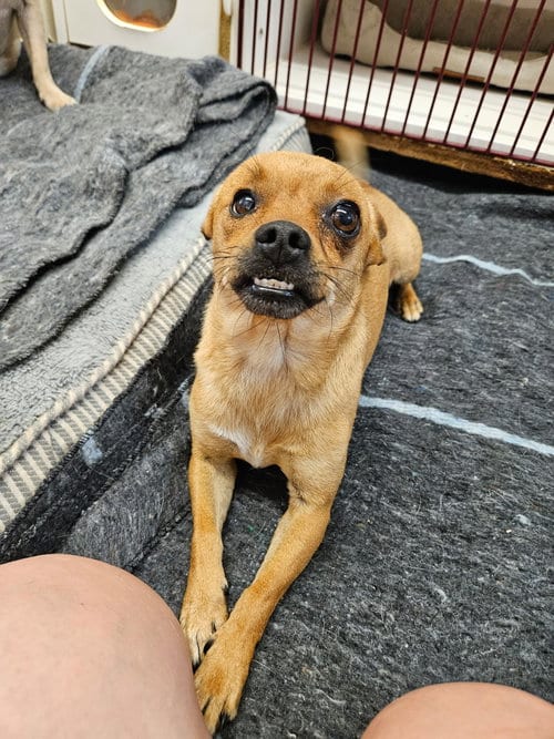 Photo of Mouth, adoptable Chihuahua in El Centro, California