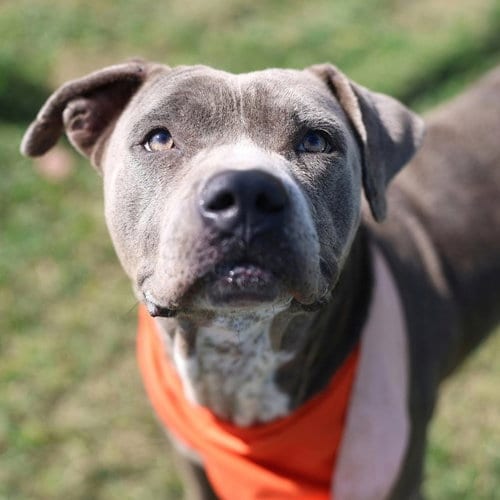 Photo of Kaneo, adoptable American Staffordshire Terrier in San Antonio, Texas