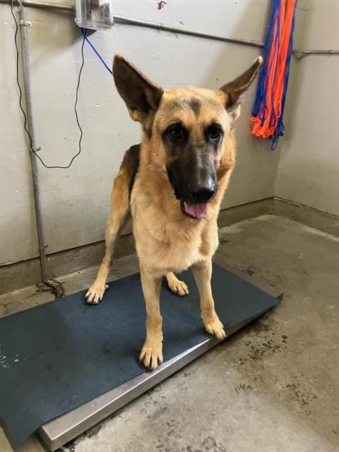 Photo of Hans, adoptable German Shepherd Dog in Camarillo, California