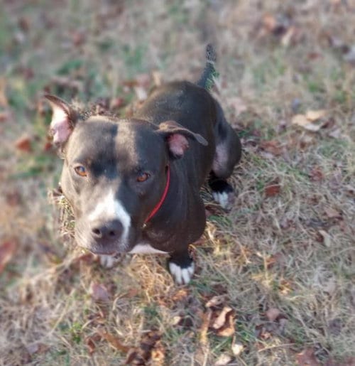 Photo of Layka, adoptable Pit Bull Terrier in Charlotte, North Carolina