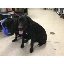 Photo of Beaux, adoptable Labrador Retriever in Jurupa Valley, California