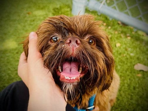 Photo of Bear, adoptable Affenpinscher in Orlando, Florida