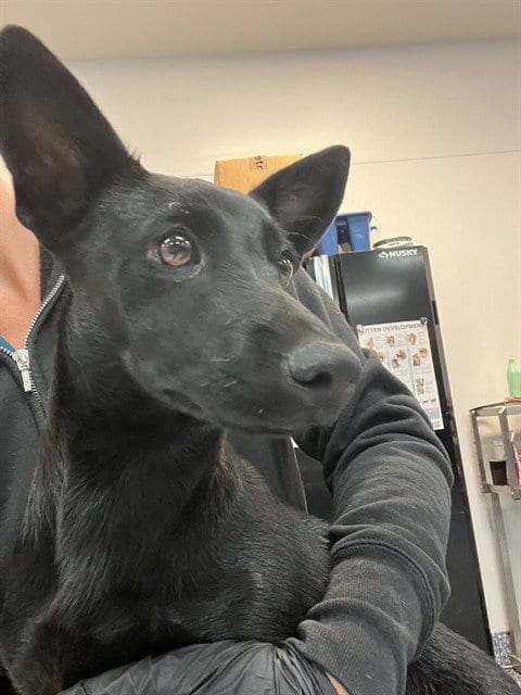 Photo of Lacie, adoptable Dachshund in Thousand Palms, California