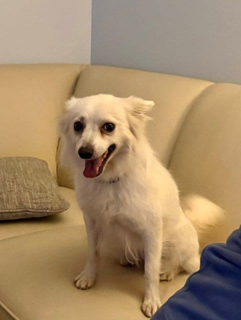 Photo of Snow, adoptable American Eskimo Dog in Fort Wayne, Indiana
