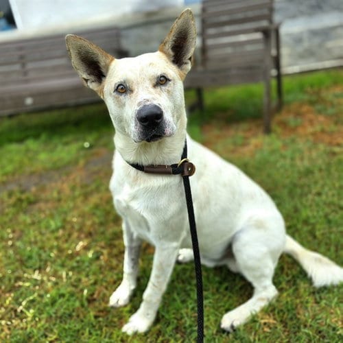 Photo of Norton, adoptable Australian Cattle Dog/Blue Heeler in Long Beach, California