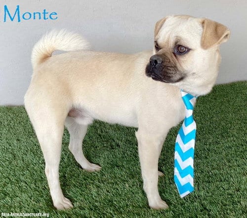 Photo of Monte, adoptable Pug in San Diego, California