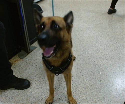 Photo of Nala, adoptable German Shepherd Dog in Miami, Florida