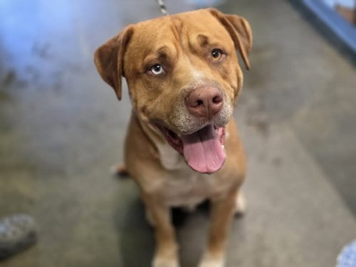 Photo of Cannello, adoptable Pit Bull Terrier in Los Angeles, California