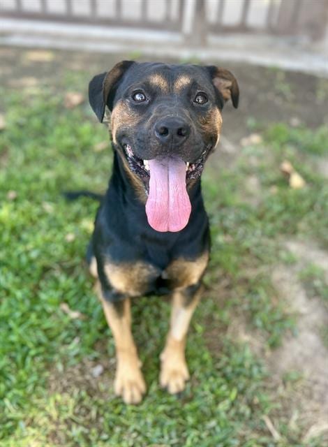 Photo of Tux, adoptable Pit Bull Terrier in Riverside, California