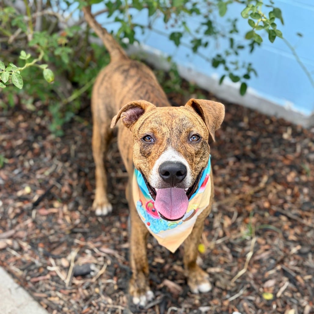 Photo of Toodles 26-06-023, adoptable Terrier, Pit Bull in Bastrop, Texas