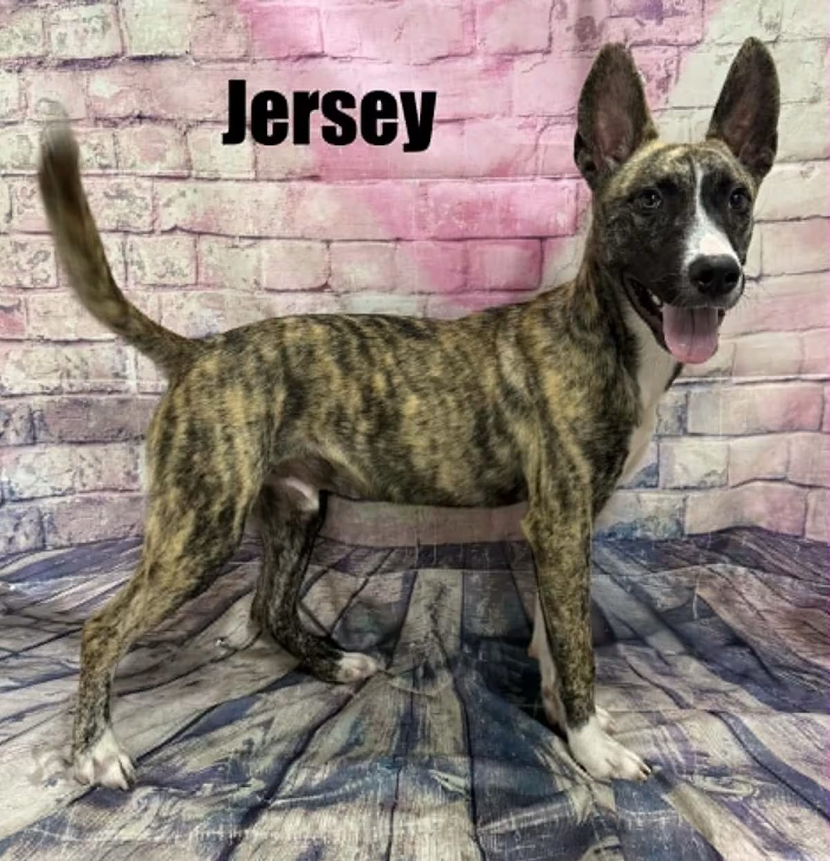 Photo of Jersey, adoptable Australian Shepherd/Mixed Breed (Medium) in Quincy, Michigan