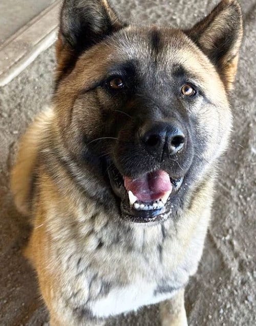 Photo of Rose, adoptable Akita in Romoland, California