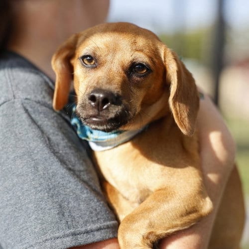 Photo of Nugget, adoptable Terrier in San Antonio, Texas