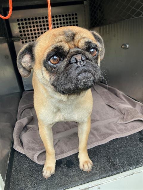 Photo of Sora, adoptable Pug in Orange, California