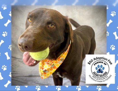 Photo of Axel, adoptable Labrador Retriever in Salinas, California