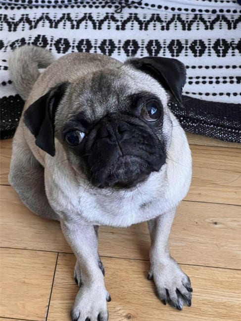 Photo of Jess, adoptable Pug in Burbank, California