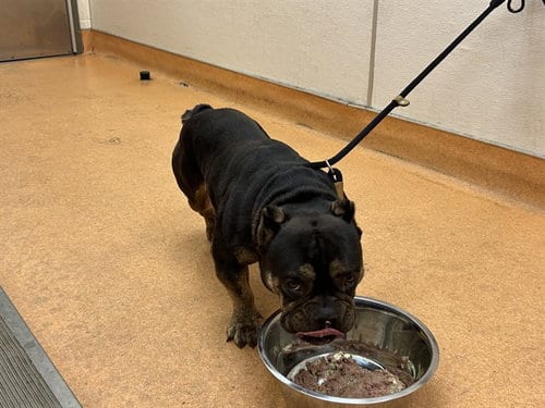Photo of Fiona, adoptable English Bulldog in Martinez, California