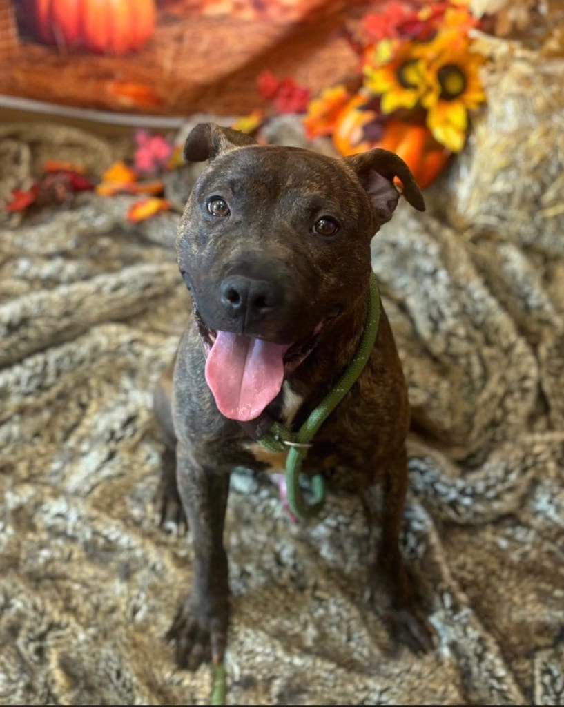 Photo of Meeko, adoptable Terrier in Wintersville, Ohio