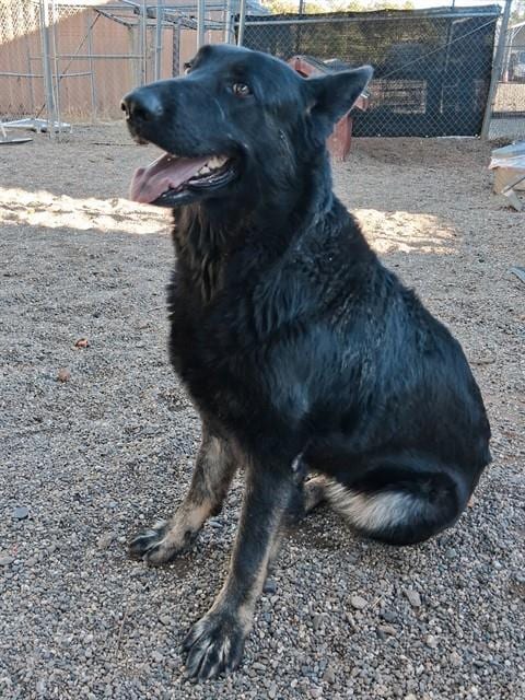 Photo of Lulu, adoptable German Shepherd Dog in Paradise, California