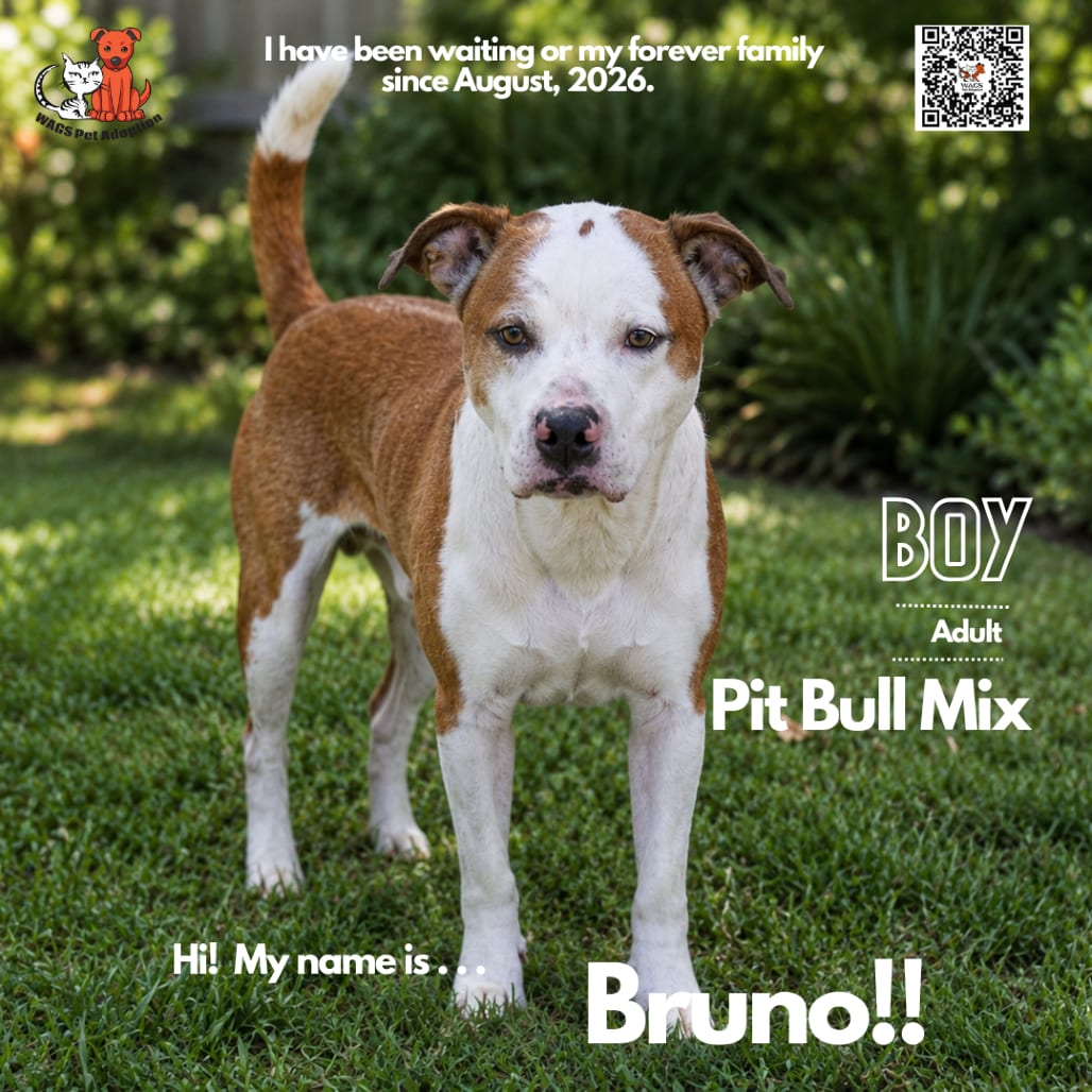 Photo of Bruno, adoptable Terrier, Pit Bull / Mix in Westminster, California