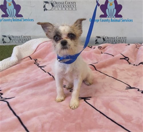 Photo of A605468, adoptable Shih Tzu in Orlando, Florida
