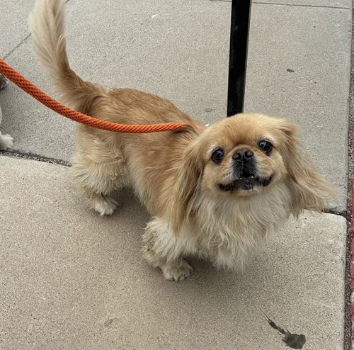 Photo of Velvet, adoptable Pekingese in Phoenix, Arizona