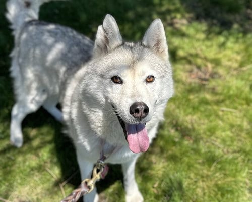 Photo of Aster, adoptable Siberian Husky in Berkeley, California