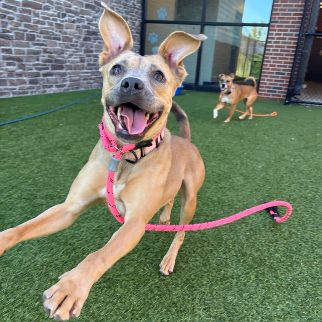 Photo of Moana, adoptable Mixed Breed (Medium) in Dayton, Ohio