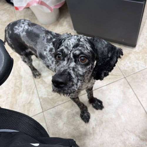 Photo of Betty Boop, adoptable Poodle (unknown type) in Hilton Head, South Carolina