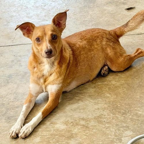 Photo of Pixie, adoptable Terrier in Mobile, Alabama