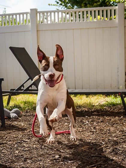 Photo of Parsley, adoptable dog in Chamblee, Georgia