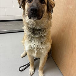 Photo of Sasha / AC 27587 / AC 27594, adoptable Affenpinscher Great Pyrenees in Greeneville, Tennessee