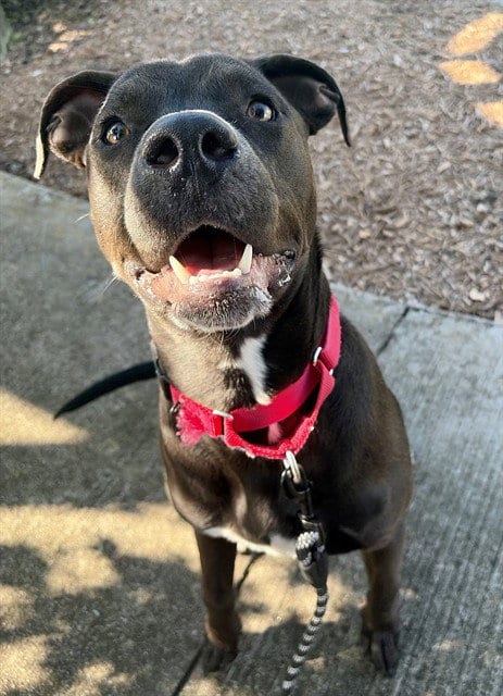 Photo of Bellingham, adoptable Pit Bull Terrier in Statesville, North Carolina