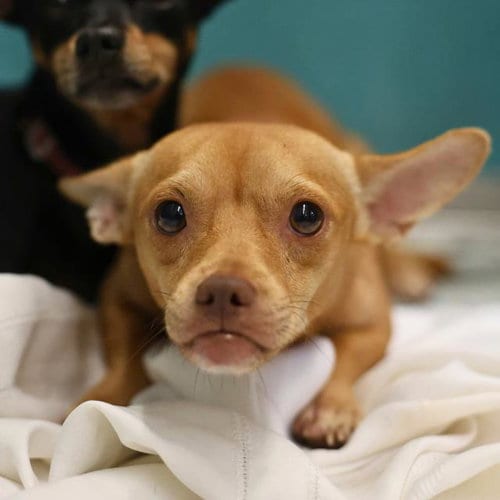 Photo of Brutis, adoptable Chihuahua in San Antonio, Texas