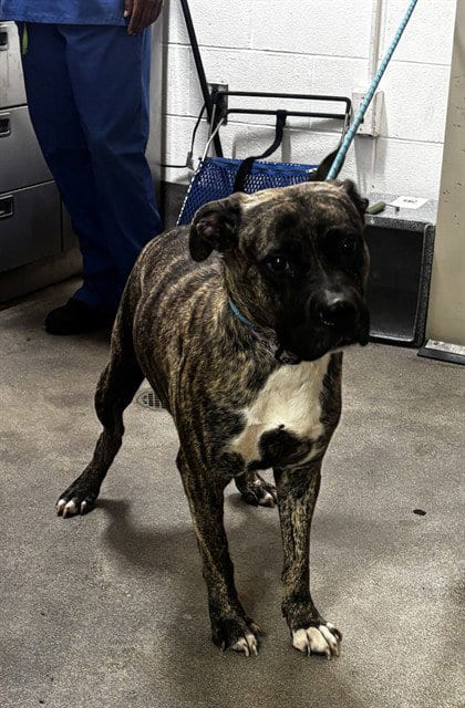 Photo of Jackson, adoptable Presa Canario in Forestville, Maryland