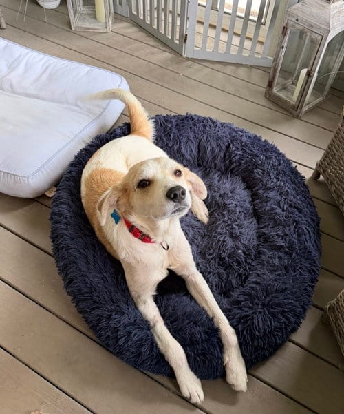 Photo of Gus, adoptable English Setter in Plainfield, Illinois